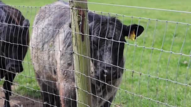 在英国乡村一侧的田野里 一只农场院子里的黑奶牛在篱笆后面被人抓住了 — 图库视频影像