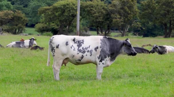 在英国乡村一侧的一个农场院子里 一头黑白奶牛在田野里的绿草上吃草 — 图库视频影像