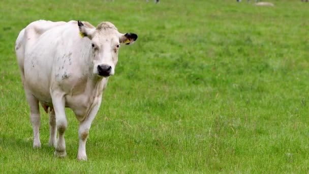 在英国乡村一侧的一个农场院子里 一头白色的奶牛正在田野里吃着绿草 — 图库视频影像