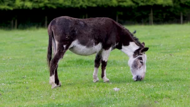 Farm Yard Brown Donkey Mule Grazing Field British Country Side — Stock Video