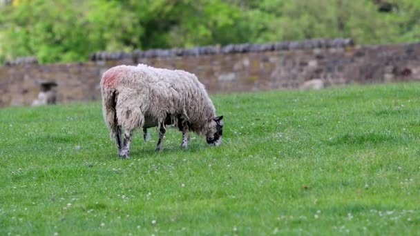 Een Wit Schaap Een Erf Veld Grazen Gras Zomer Tijd — Stockvideo