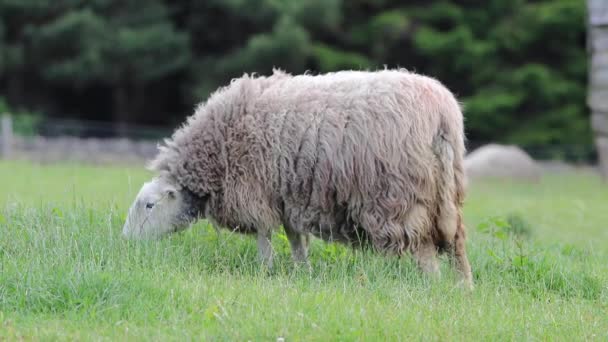 Ein Weißes Schaf Auf Einem Hof Weidet Sommer Auf Gras — Stockvideo
