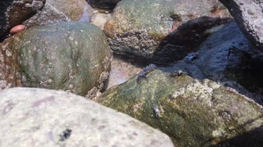 Crabs crawling over rocks footage, taken on the beautiful beach of Puerto Vallarta in Mexico, the town is on the Pacific coast in the state known as Jalisco