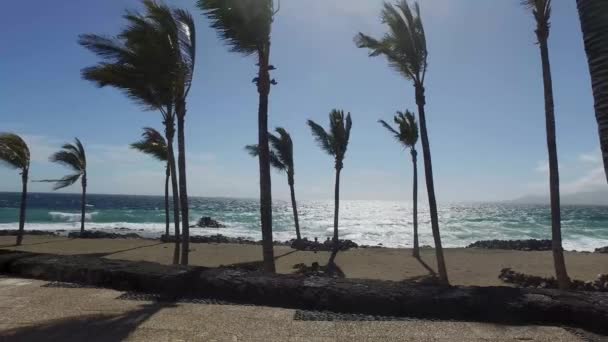 Φοινικόδεντρα Που Φυσούν Μια Παραλία Μια Θυελλώδη Μέρα Κοντά Στην — Αρχείο Βίντεο
