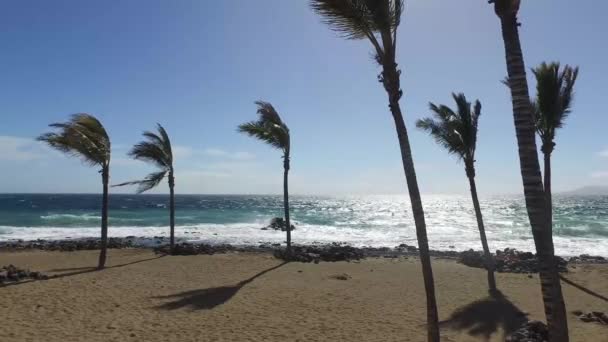 Palm Trees Blowing Beach Windy Day Close Sand Coastal Area — стокове відео