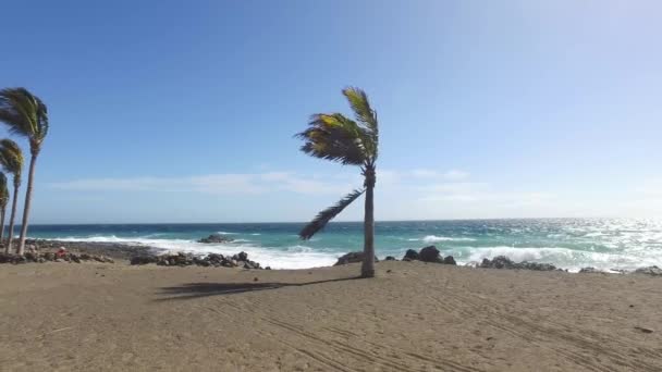 Φοινικόδεντρα Που Φυσούν Μια Παραλία Μια Θυελλώδη Μέρα Κοντά Στην — Αρχείο Βίντεο