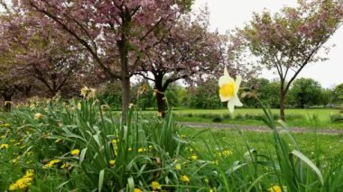 Footage of beautiful blossom trees in the spring time filmed in 8K quality in the town of Harrogate, North Yorkshire UK a yellow Daffodil blowing in the wind.