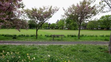 Footage of beautiful blossom trees in the spring time filmed in 8K quality in the town of Harrogate, North Yorkshire UK showing a public foot path with blossom trees at either side and a park bench.