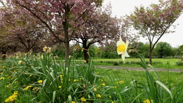 Záběry Krásných Kvetoucích Stromů Jarním Čase Natočené Kvalitě Městě Harrogate — Stock video