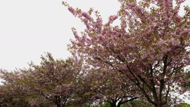 Footage Beautiful Blossom Trees Spring Time Filmed Quality Taken Town — Stock Video