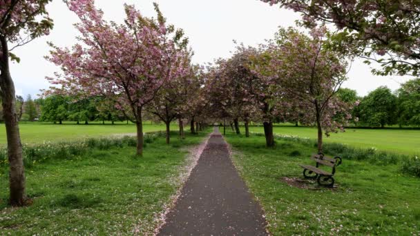 노스요크셔주 하리아나 시에서는 시간에 아름다운 꽃나무들의 발자국이 촬영되었는데 꽃나무가 벤치가 — 비디오