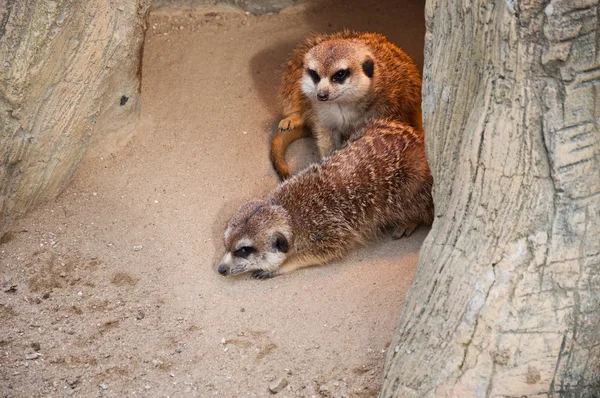 Meerkats — Fotografia de Stock