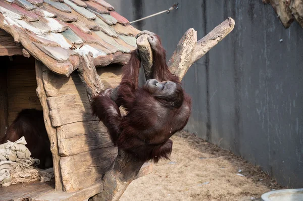 Orangutan at the Zoo — Stock Photo, Image