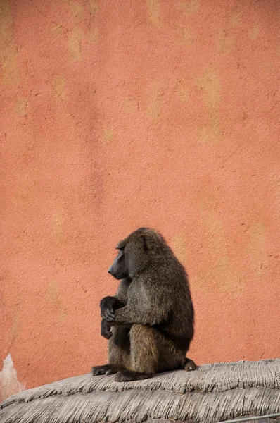 Olivenpavian — Stockfoto