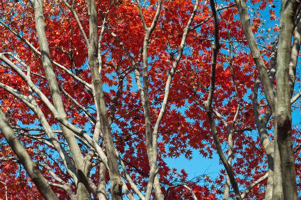 Herfstbladeren — Stockfoto