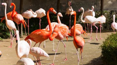 Greater Flamingoes clipart