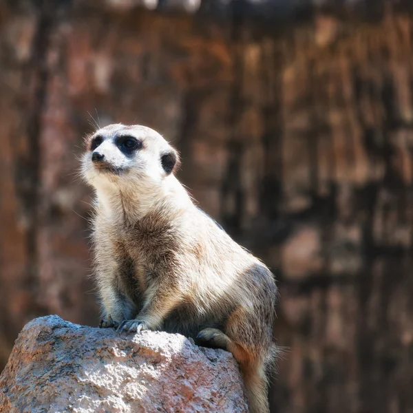 Meerkat. — Fotografia de Stock