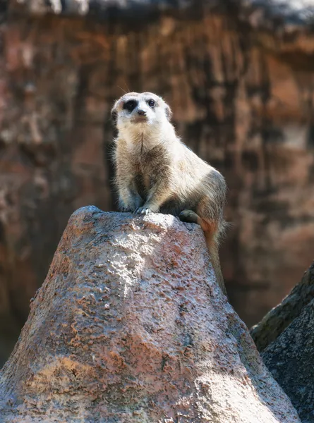 Meerkat. — Fotografia de Stock