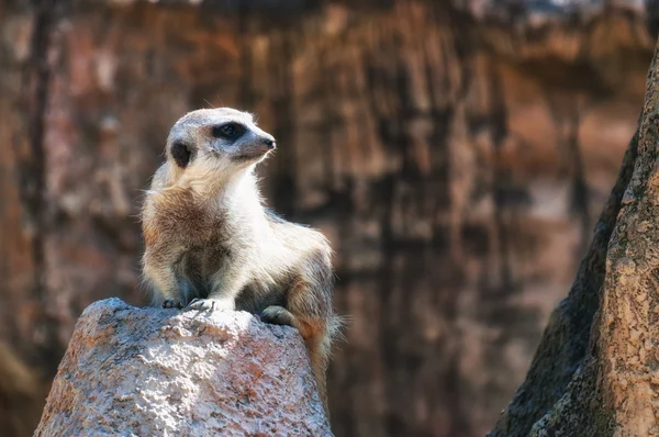 Meerkat. — Fotografia de Stock