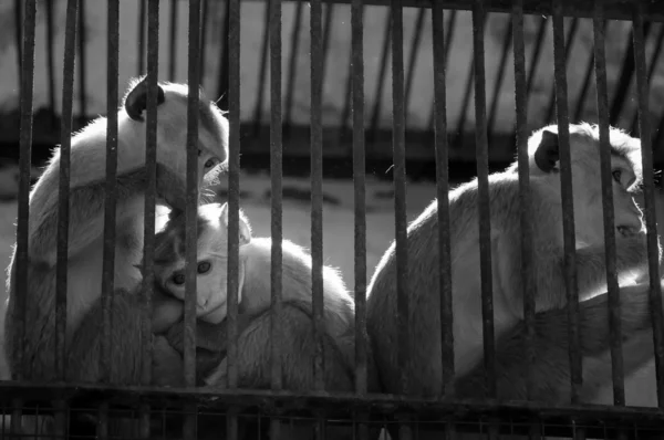 Macacos enjaulados — Fotografia de Stock