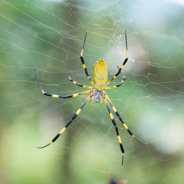 Örümcek Ağ Üzerinde — Stok fotoğraf