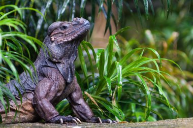 gergedan iguana