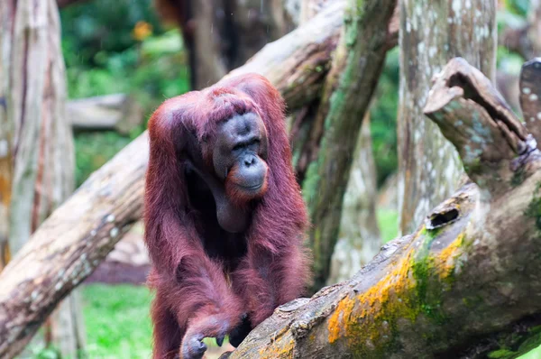 Borean Orangutan — Stock Photo, Image