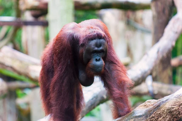 Borean Orangutan — Fotografie, imagine de stoc