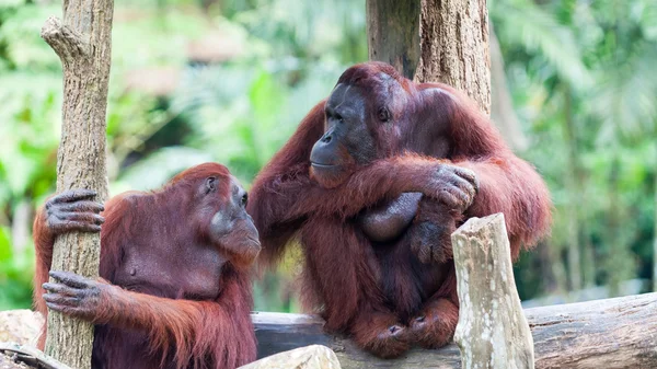 Orangutan boreano — Foto Stock