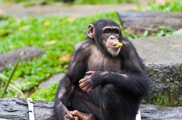Загальні шимпанзе — стокове фото