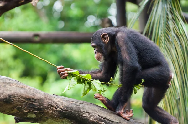 Common Chimpanzee — Stock Photo, Image