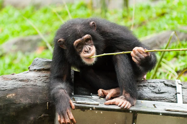 Обыкновенный шимпанзе — стоковое фото