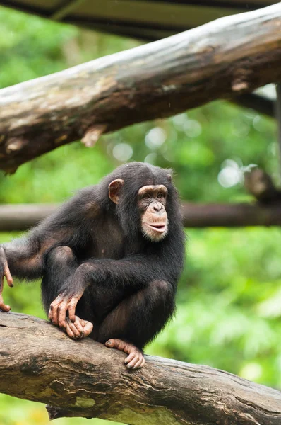 Chimpanzé comum — Fotografia de Stock