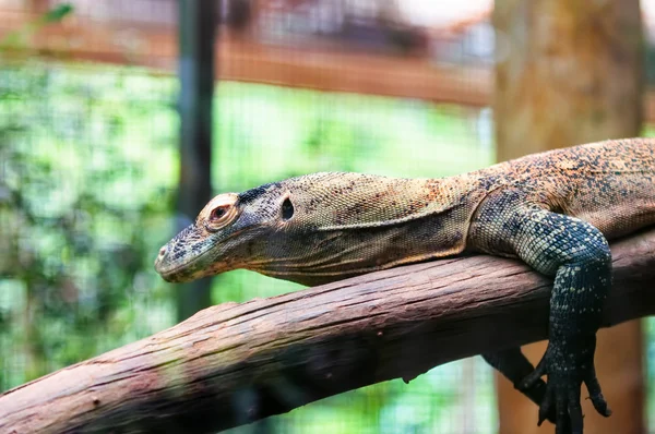 Dragão de Komodo — Fotografia de Stock