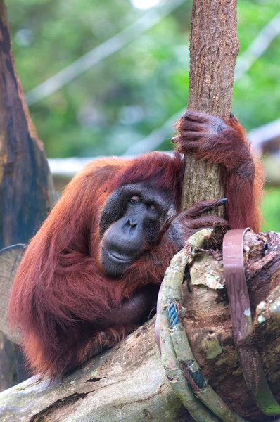 Orangutan boreano — Foto Stock