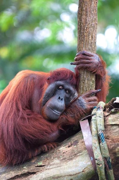 Борейский орангутанг — стоковое фото