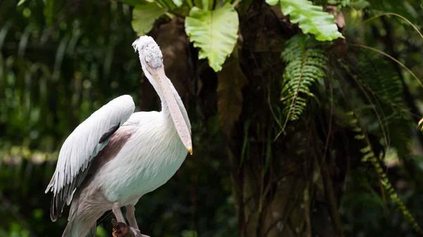 Plats-billed pelican — Stockfoto