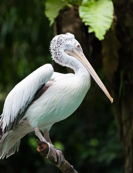 Plek-billed pelikaan — Stockfoto