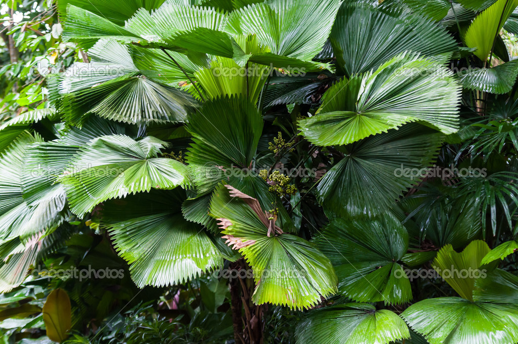 Southeast asian jungle plants