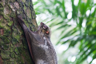 Sunda uçan lemuru