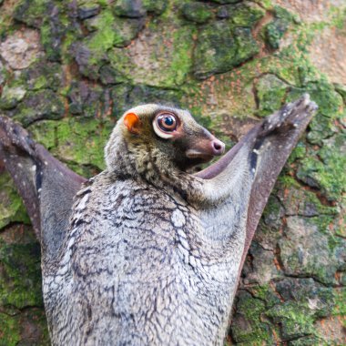 Sunda Flying Lemur clipart