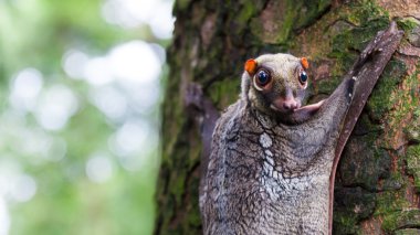 Sunda uçan lemuru