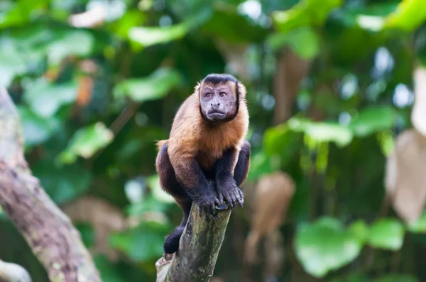 Capuchinho adornado — Fotografia de Stock