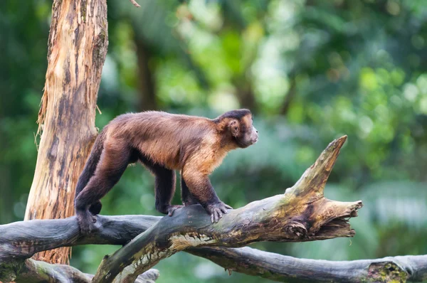 Capuchinho adornado — Fotografia de Stock