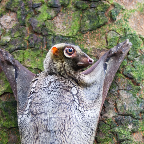 Sunda uçan lemuru