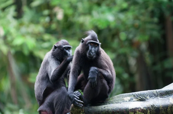 Macaco crestato celebrità — Foto Stock