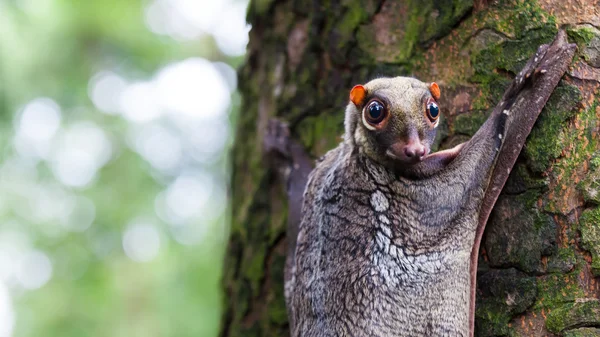 Sunda uçan lemuru