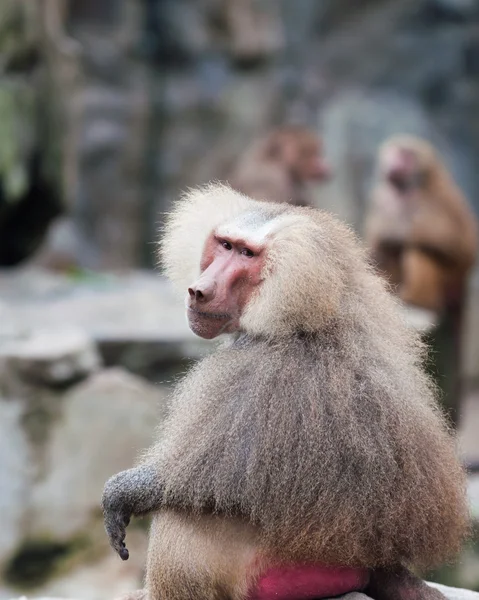 マント ヒヒ — ストック写真