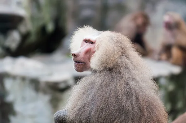 Hamadryas Baboon — Stock Photo, Image