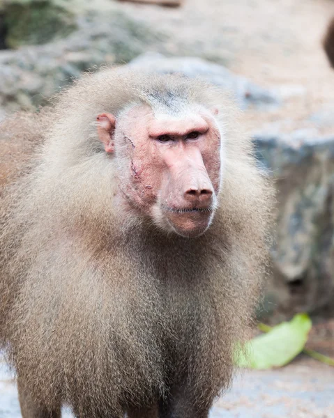 マント ヒヒ — ストック写真